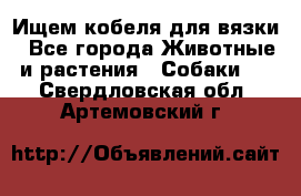 Ищем кобеля для вязки - Все города Животные и растения » Собаки   . Свердловская обл.,Артемовский г.